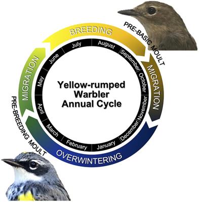 Effect of the Social Environment on Spring Migration Timing of a Songbird